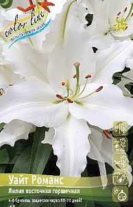 Лилия Уайт Романс 12/14 1шт (КолЛайн) 5шт/уп