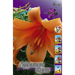 Лилия Африкан Куин 12/14 1шт (КолЛайн) 2шт/уп