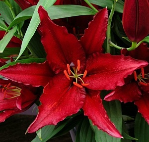 Лилия Файрболт 1шт (КолЛайн) 5шт/уп