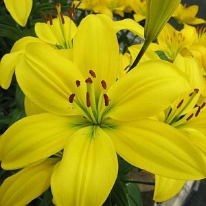 Лилия Мона 12/14 1шт (КолЛайн) 7шт/уп