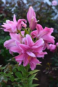 Лилия Дабл Фэнтези 12/14 1шт (КолЛайн) 5шт/уп