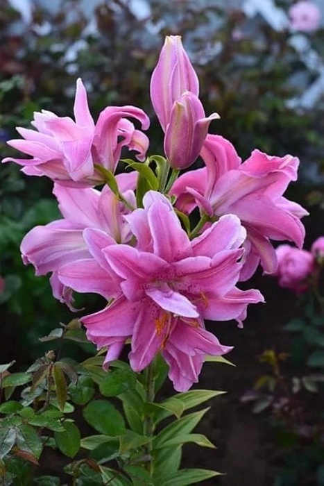 Лилия Дабл Фэнтези 12/14 1шт (КолЛайн) 5шт/уп