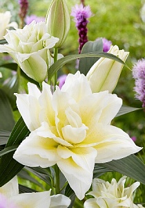 Лилия Roselily&Ирвана 12/14 1шт (КолЛайн )