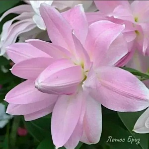 Лилия Лотус Бриз 12/14 1шт (КолЛайн)