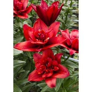 Лилия Канари Варф 12/14 1шт (КолЛайн)