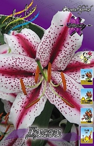 Лилия Диззи 12/14 1шт (КолЛайн) 2шт/уп