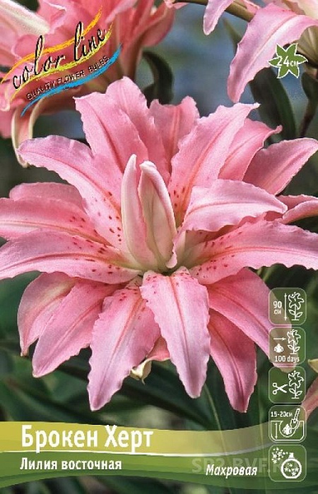 Лилия Брокен Херт 12/14 1шт (КолЛайн) 