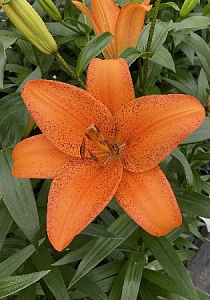 Лилия Фоксли 10/12 1шт (КолЛайн) 7шт/уп