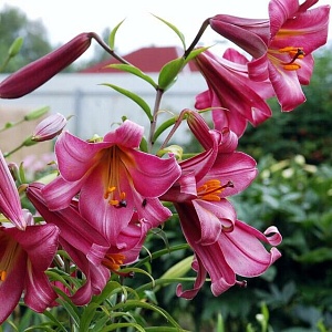 Лилия Пинк Перфекшн 12/14 1шт (Садовита) 5шт/уп