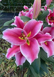 Лилия Балатон 14/16 1шт (КолЛайн) 5шт/уп