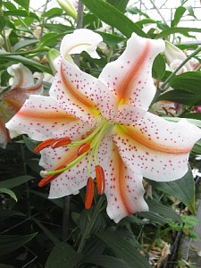 Лилия Свадебный Марш 12/14 1шт (КолЛайн) 3шт/уп 