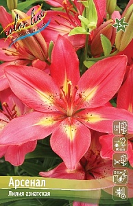 Лилия Арсенал 12/14 1шт (КолЛайн) 5шт/уп