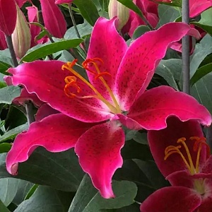 Лилия Гомера 1шт (КолЛайн) 