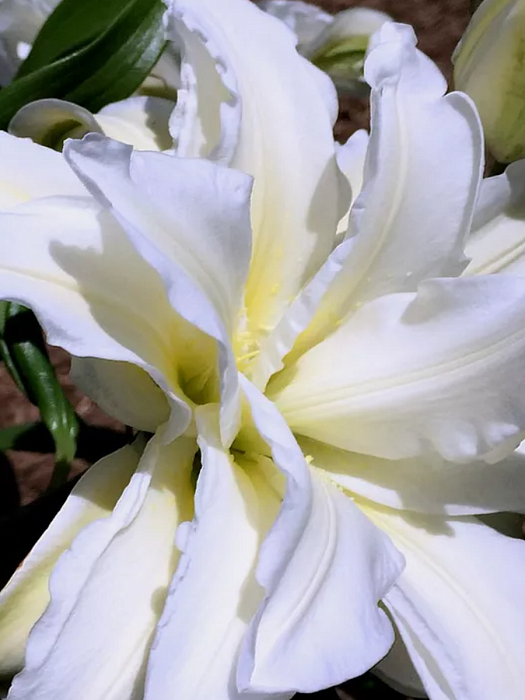 Лилия Боул оф Бьюти 12/14 1шт (КолЛайн) 2шт/уп