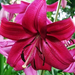 Лилия Пурпл Марбл 12/14 1шт (КолЛайн) 5шт/уп