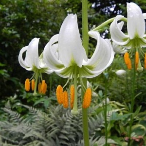 Лилия Сноу Морнинг 1шт (КолЛайн)