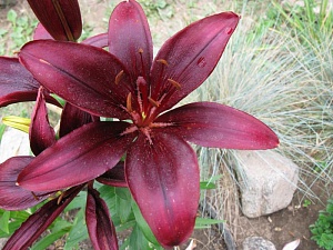 Лилия Маскара 10/12 1шт (КолЛайн) 2шт/уп