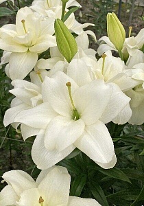 Лилия Бельведер 12/14 1шт (КолЛайн) 2шт/уп