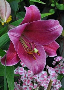 Лилия Венделла 12/14 1шт (КолЛайн) 5шт/уп