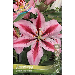 Лилия Джейберд 12/14 1шт (КолЛайн) 5шт/уп