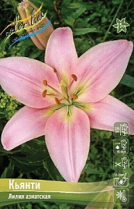 Лилия Кьнти 12/14 1шт (КолЛайн) 7шт/уп