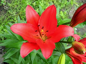 Лилия Коларес 12/14 1шт (Садовита) 5шт/уп