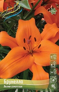 Лилия Брунелло 10/12 1шт (КолЛайн) 7шт/уп