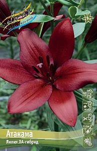 Лилия Атакама 12/14 1шт (КолЛайн) 7шт/уп