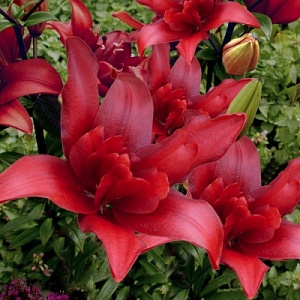 Лилия Болд Игл 12/14 1шт (КолЛайн)