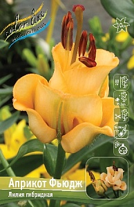 Лилия Априкот Фьюдж 12/14 1шт (КолЛайн) 3шт/уп