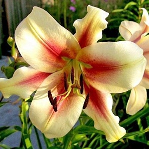 Лилия Лавон 12/14 1шт (КолЛайн) 2шт/уп