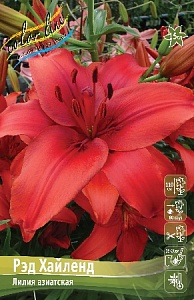 Лилия Рэд Хайленд 12/14 1шт (КолЛайн) 7шт/уп