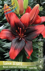 Лилия Тайни Шэдоу 10/12 1шт (КолЛайн) 7шт/уп