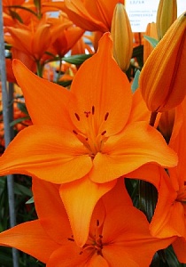 Лилия Кампече 12/14 1шт (КолЛайн) 7шт/уп