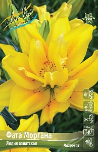 Лилия Фата Моргана 12/14 1шт (КолЛайн) 