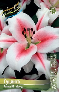 Лилия Суцинто 12/14 1шт (КолЛайн) 5шт/уп