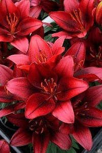 Лилия Тайни Инк 10/12 1шт (КолЛайн) 2шт/уп