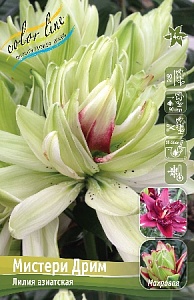 Лилия Мистери Дрим 10/12 1шт (КолЛайн) 