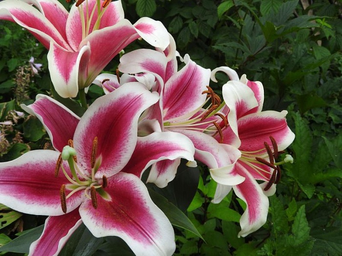 Лилия Гарден Плеже 12/14 1шт (КолЛайн) 5шт/уп