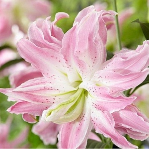 Лилия Лотус Элеганс 12/14 1шт (КолЛайн) 5шт/уп