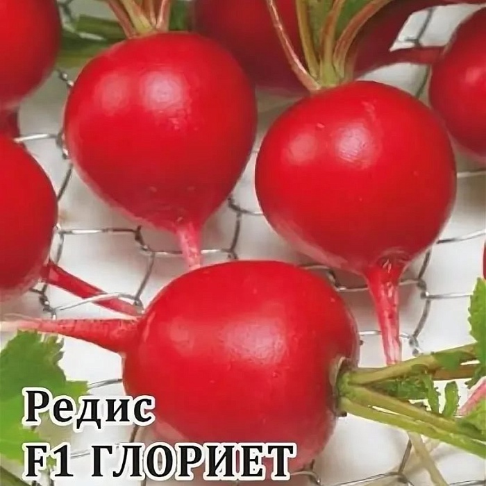 Редис Глориет F1 1000шт (Гавриш) (Саката)