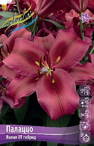 Лилия Палаццо 14/16 1шт (КолЛайн) 5шт/уп