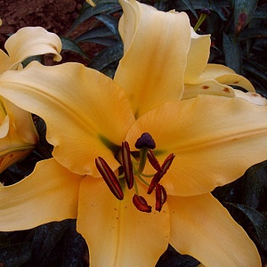 Лилия Корковада 14/16 1шт (КолЛайн) 5шт/уп