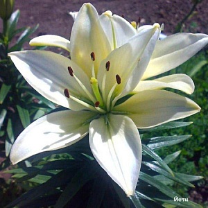 Лилия Йети 12/14 1шт (КолЛайн) 7шт/уп азиатка, белая