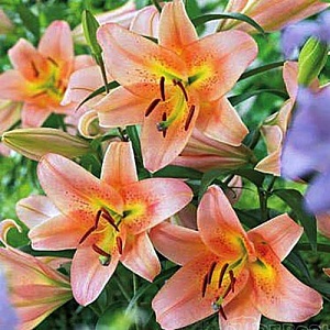 Лилия Сабанетта 12/14 1шт (КолЛайн) 5шт/уп ОТ