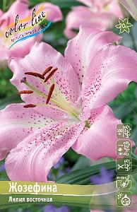 Лилия Жозефина 1шт (КолЛайн) 5шт/уп вост