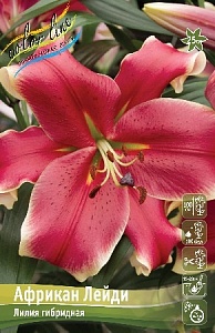 Лилия Африкан Лейди 12/14 1шт (КолЛайн) 2шт/уп