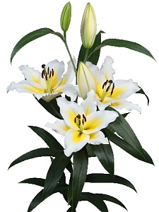 Лилия Вилларицца 14/16  1шт (КолЛайн) 5шт/уп