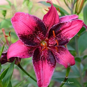 Лилия Пурпл Дрим 12/14 1шт (КолЛайн) 5шт/уп