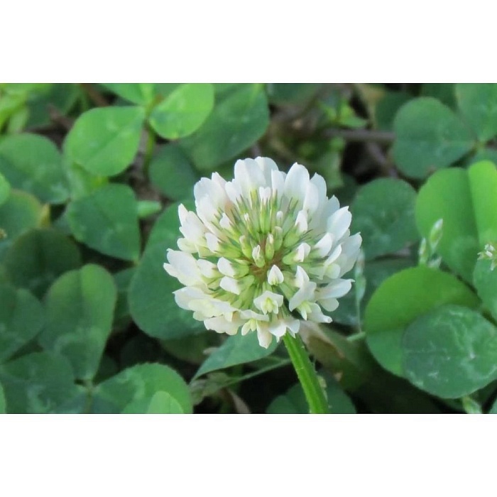 Клевер Белый фасовка 500г (Ал.склад) 2/50